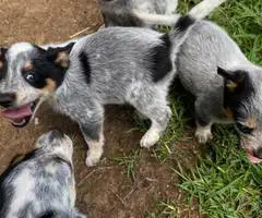 Blue Heeler puppies for sale - 6