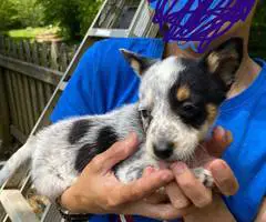 Blue Heeler puppies for sale - 7