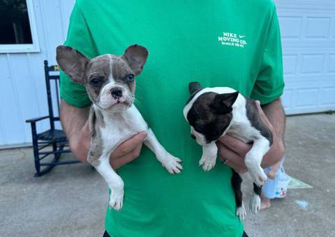 2 little Fenchton puppies looking for home
