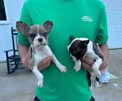 2 little Fenchton puppies looking for home