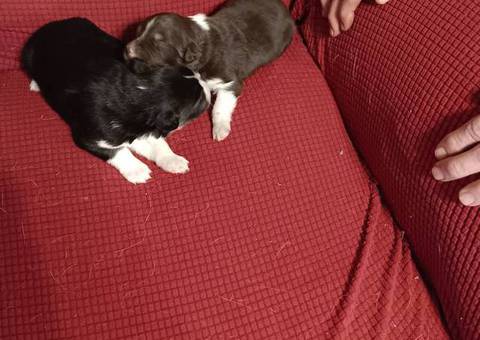 New litter of Australian Shepherds