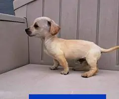 Sweet Mini Chiweenie puppies - 3