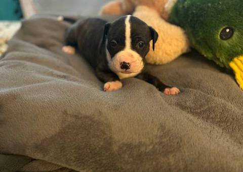 Great Dane x American Bully puppies for sale