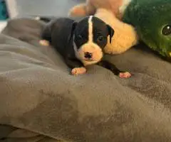 Great Dane x American Bully puppies for sale