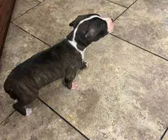 Great Dane x American Bully puppies for sale - 2