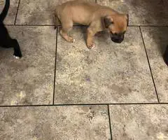 Great Dane x American Bully puppies for sale - 3