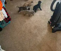 Great Dane x American Bully puppies for sale - 4