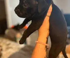 Great Dane x American Bully puppies for sale - 5