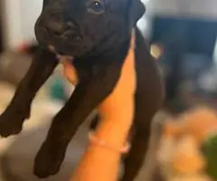 Great Dane x American Bully puppies for sale - 6