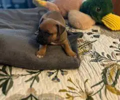 Great Dane x American Bully puppies for sale - 7