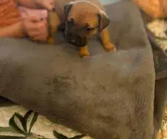 Great Dane x American Bully puppies for sale - 8