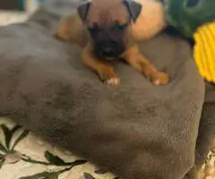 Great Dane x American Bully puppies for sale - 9