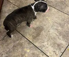 Great Dane x American Bully puppies for sale - 10