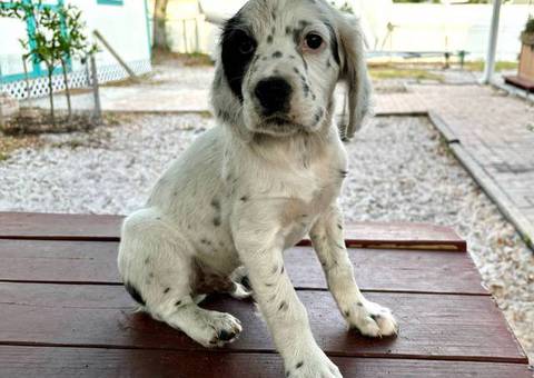4 UKC English Setter puppies for sale