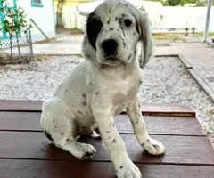 4 UKC English Setter puppies for sale