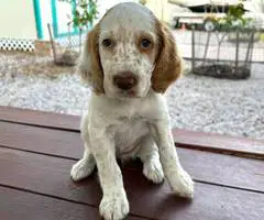 4 UKC English Setter puppies for sale