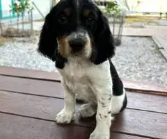 4 UKC English Setter puppies for sale