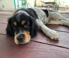 4 UKC English Setter puppies for sale