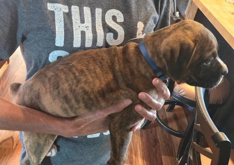 4 male and 1 female Boxer puppies