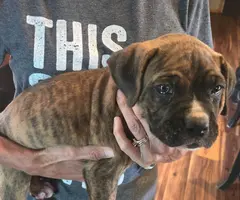 4 male and 1 female Boxer puppies - 2