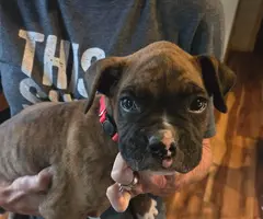 4 male and 1 female Boxer puppies - 4