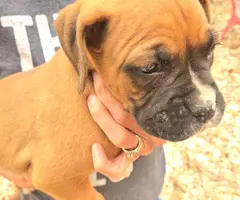 4 male and 1 female Boxer puppies - 5