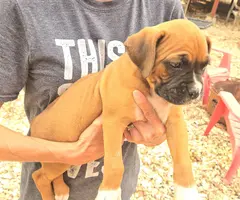 4 male and 1 female Boxer puppies - 6