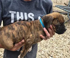 4 male and 1 female Boxer puppies - 7