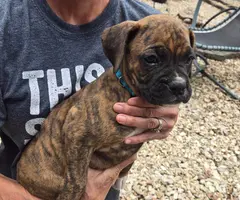 4 male and 1 female Boxer puppies - 8