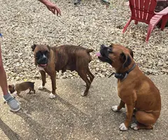 4 male and 1 female Boxer puppies - 9