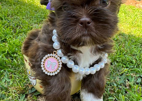 Liver chocolate Imperial Shih Tzu puppies for sale