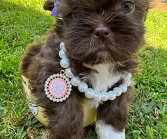 Liver chocolate Imperial Shih Tzu puppies for sale