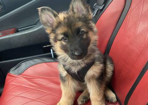 9 weeks old AKC German Shepherd puppies for sale