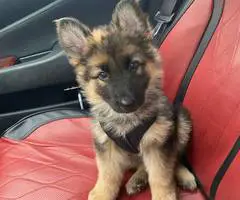 9 weeks old AKC German Shepherd puppies for sale
