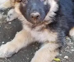 9 weeks old AKC German Shepherd puppies for sale - 4