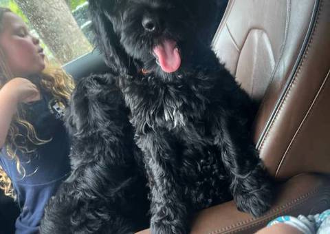 Sweet Aussiedoodle puppies for sale