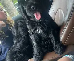 Sweet Aussiedoodle puppies for sale