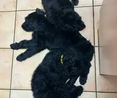 Sweet Aussiedoodle puppies for sale