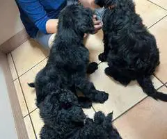 Sweet Aussiedoodle puppies for sale