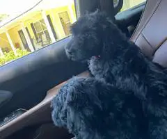 Sweet Aussiedoodle puppies for sale