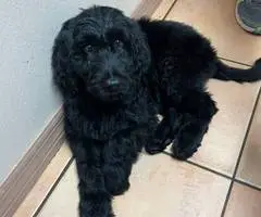 Sweet Aussiedoodle puppies for sale