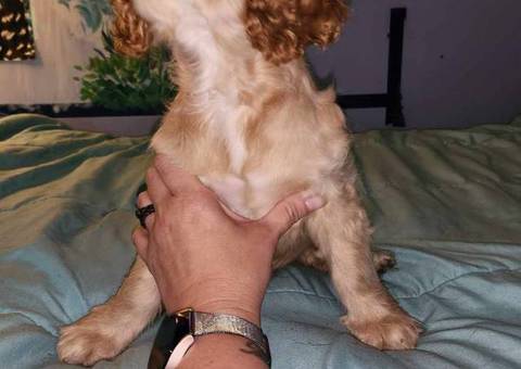 3 Cocker Spaniel puppies for sale