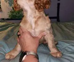 3 Cocker Spaniel puppies for sale