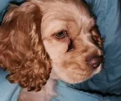 3 Cocker Spaniel puppies for sale - 2