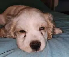 3 Cocker Spaniel puppies for sale - 5