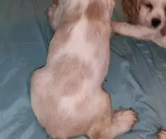 3 Cocker Spaniel puppies for sale - 6