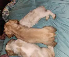3 Cocker Spaniel puppies for sale - 9