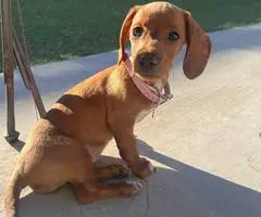 Female Dachshund puppy needs a loving home