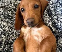 Female Dachshund puppy needs a loving home - 2