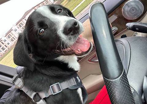Smart Borador puppy for adoption